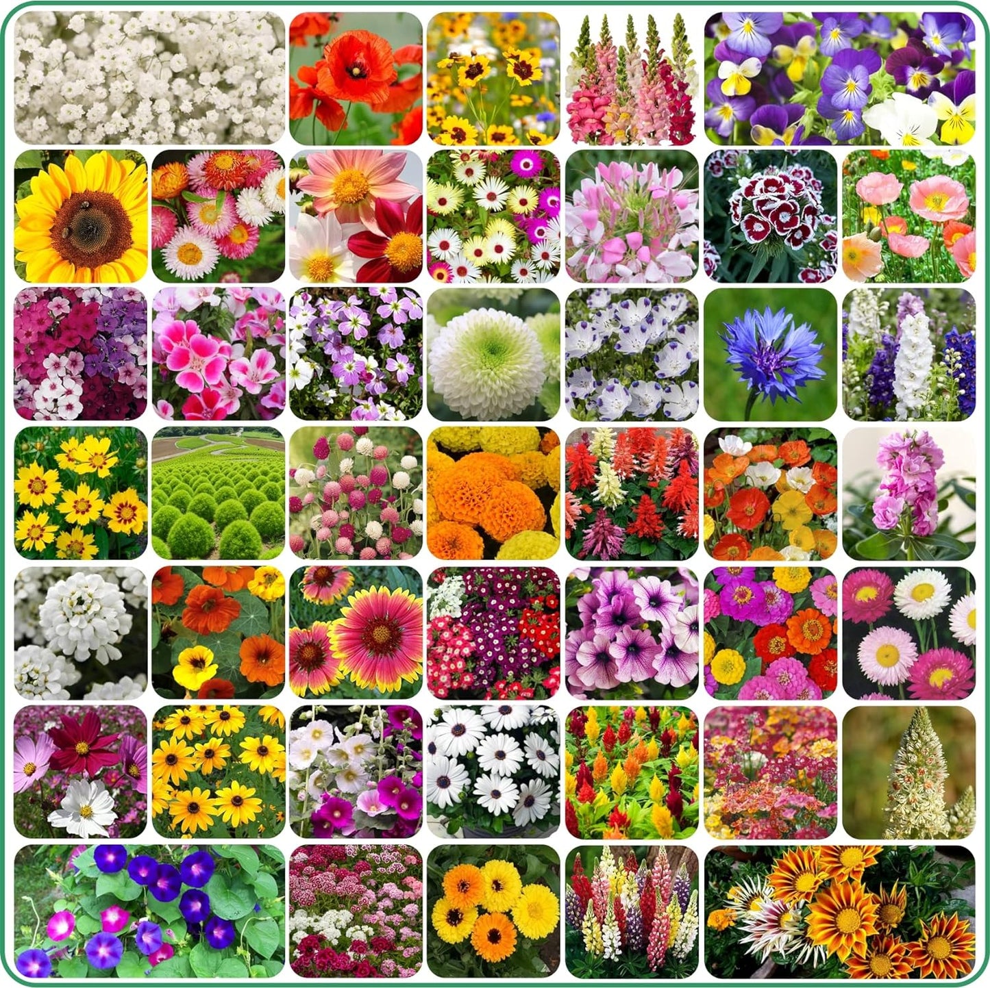 🔥PREMIUM MIX FLOWER SEEDS🔥