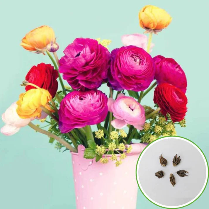 Affordable Ranunculus Tuberose - BUY 1 GET 3 FREE