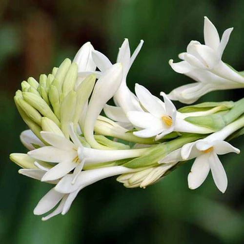 Affordable Rajnigandha Tuberose - BUY 1 GET 4 FREE