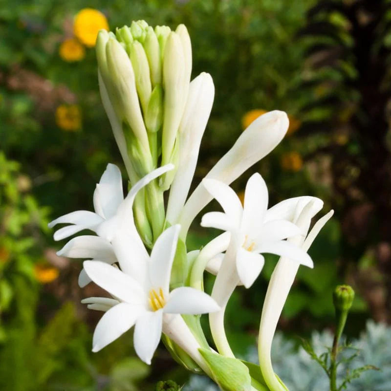 Affordable Rajnigandha Tuberose - BUY 1 GET 4 FREE