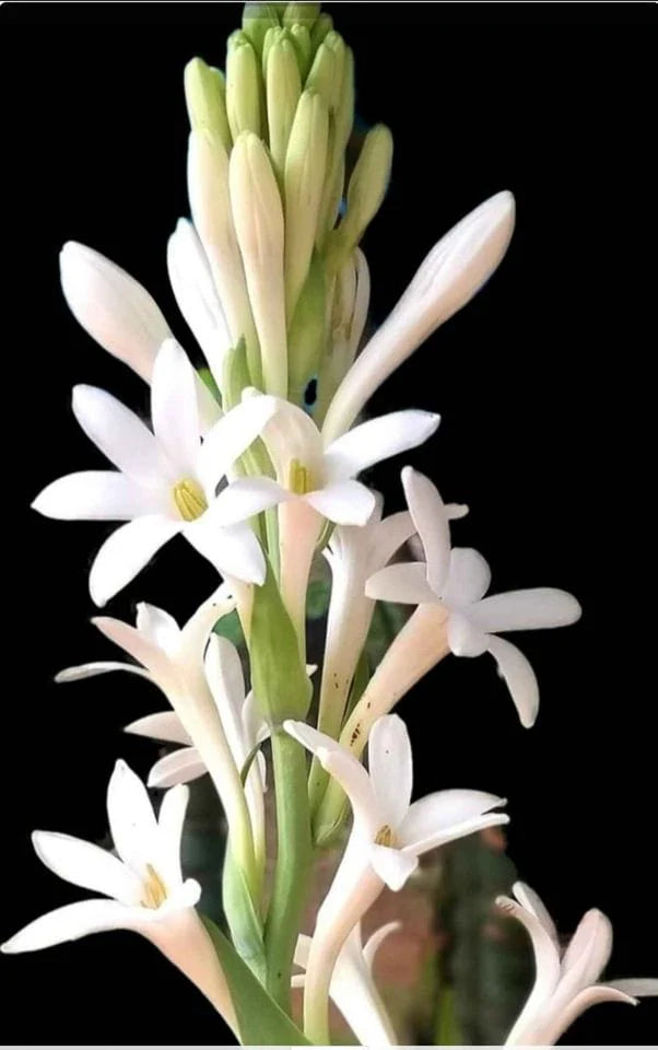 Affordable Rajnigandha Tuberose - BUY 1 GET 4 FREE