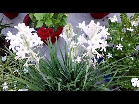 Affordable Rajnigandha Tuberose - BUY 1 GET 4 FREE