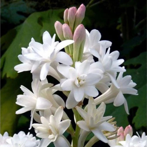 Affordable Rajnigandha Tuberose - BUY 1 GET 4 FREE