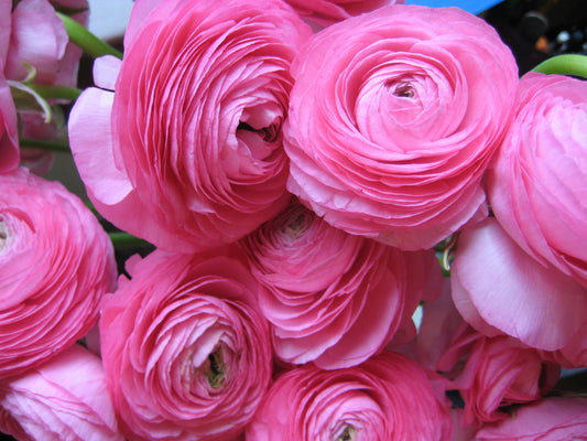 Affordable Ranunculus Tuberose - BUY 1 GET 3 FREE