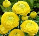 Affordable Ranunculus Tuberose - BUY 1 GET 3 FREE