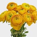 Affordable Ranunculus Tuberose - BUY 1 GET 3 FREE